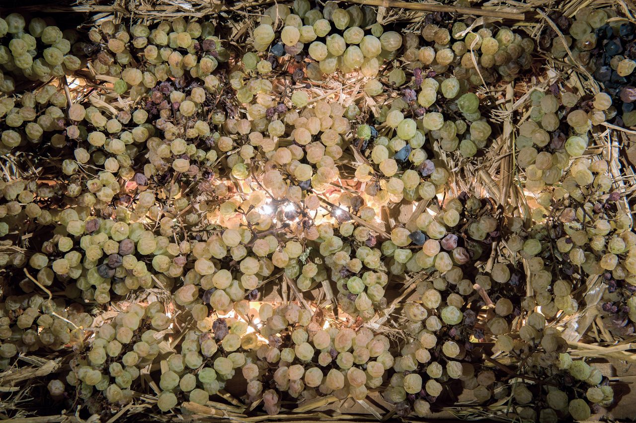 Vignoble Technique Vin de paille VDP-0021